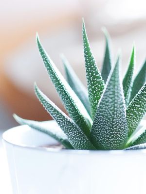 Aloe Vera