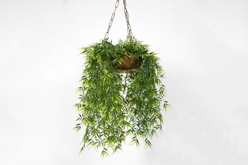 Hanging Plant