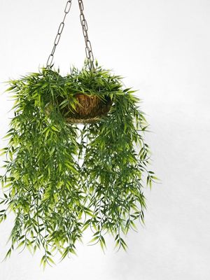 Hanging Plant