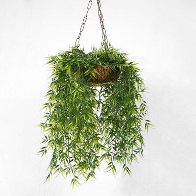 Hanging Plant