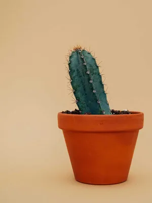 Product image for: Spiky Cactus