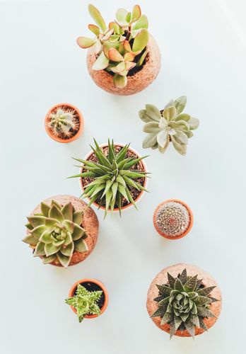 Assorted Indoor Succulents