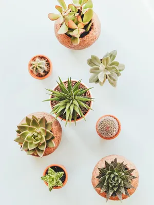 Product image for: Assorted Indoor Succulents