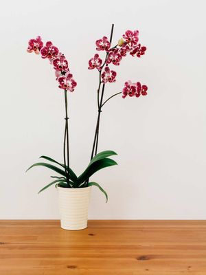 Orchid