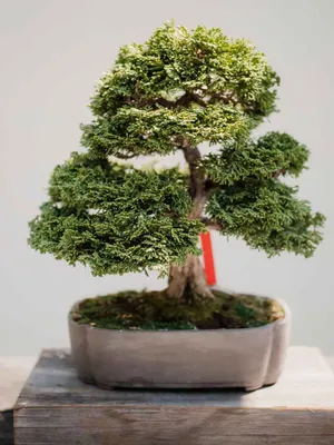 Product image for: Bonsai Tree